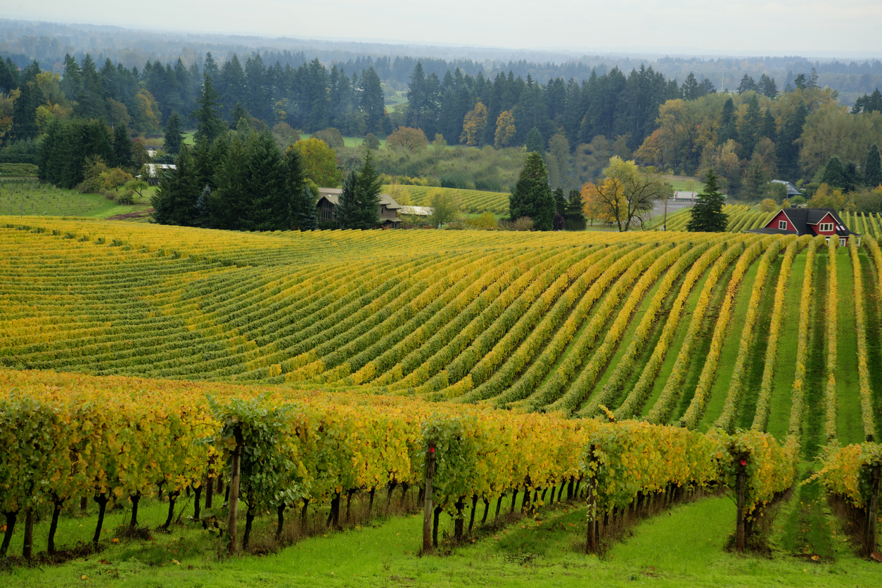 Vineyards in the Willamette Valley
